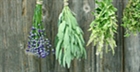Ervas aromáticas: 
plantar e cuidar